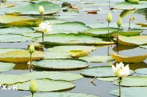 Mùa sen trắng hồ Tịnh Tâm - nét thanh tao giữa lòng xứ Huế