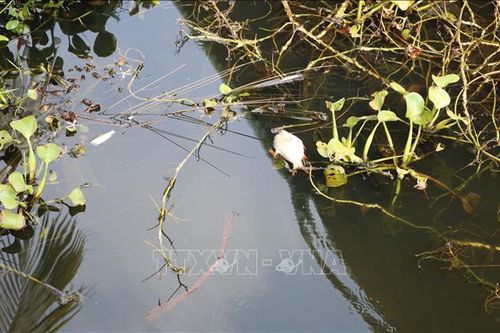 Đồng Nai: Xuất hiện cá chết tại hồ thủy lợi Phước Hòa