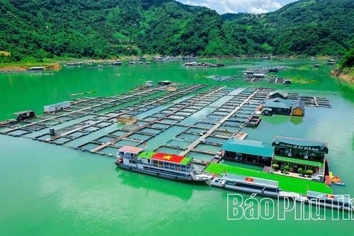 Khai thác hiệu quả tiềm năng nuôi cá lồng trên lòng hồ Hòa Bình