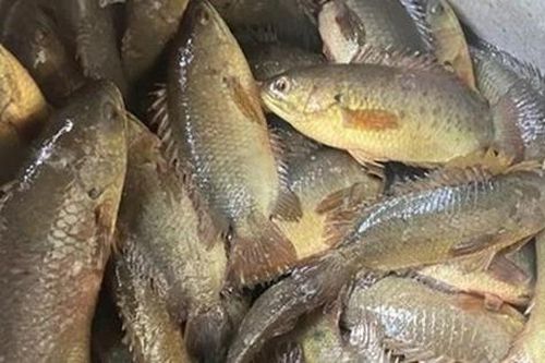 Loài cá ít thịt, nhiều xương nhưng nổi tiếng thơm ngon, gắn liền với ký ức tuổi thơ mỗi mùa mưa về