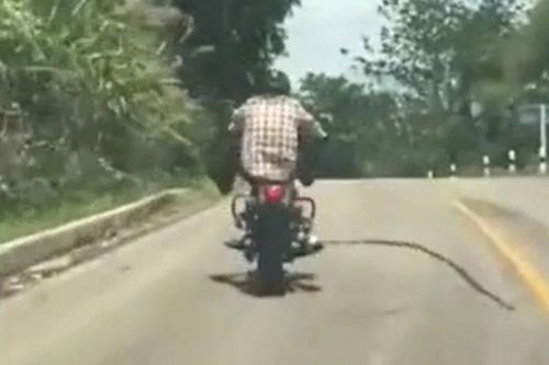 Thót tim cảnh rắn độc dài 1,5m lao thẳng vào người đi xe máy trên đường núi
