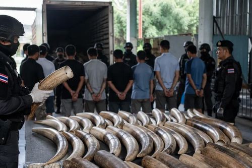 Thái Lan triệt phá vụ buôn lậu ngà voi lớn nhất thập kỷ