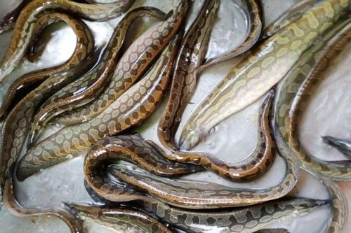 Loại cá nhìn giống rắn nước khiến nhiều người khiếp sợ, hóa ra lại là đặc sản miền Tây