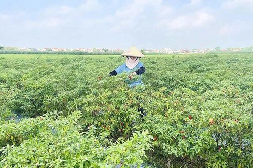Phát triển vùng nguyên liệu bền vững - Hướng tới chuỗi giá trị toàn cầu (Bài 1): Vùng nguyên liệu - Có 'hình' nhưng chưa có 'chất'