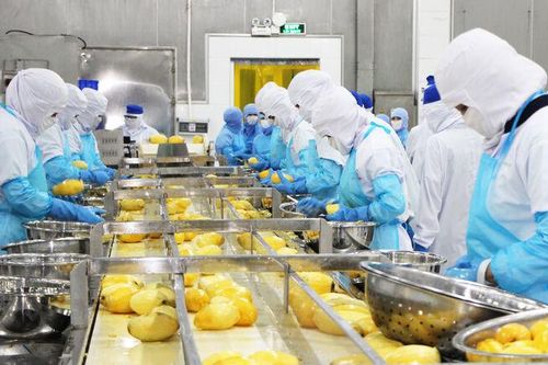 Rau quả An Giang vào chuỗi xuất khẩu toàn cầu