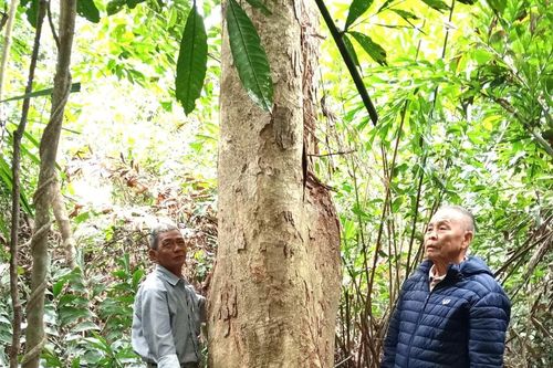 Cộng đồng giữ rừng Cấm Miếu