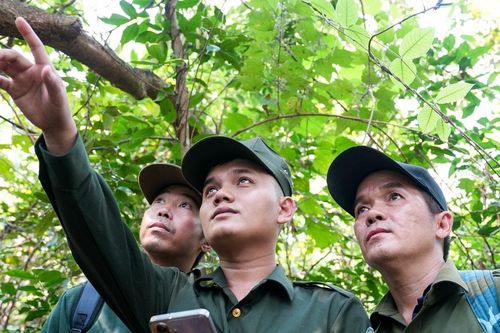 Nâng cao hiệu quả dịch vụ môi trường rừng