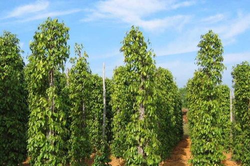 Giá tiêu hôm nay 12/5/2026 tăng nhẹ tại nhiều khu vực
