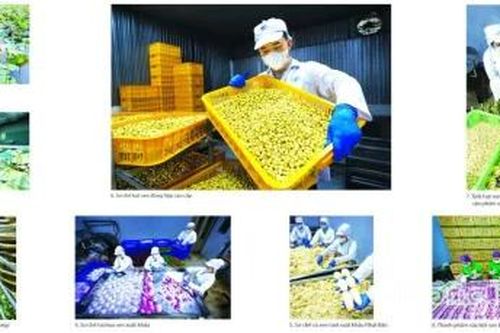 Trung Trần và khát vọng đưa hình ảnh Đồng Tháp vươn xa