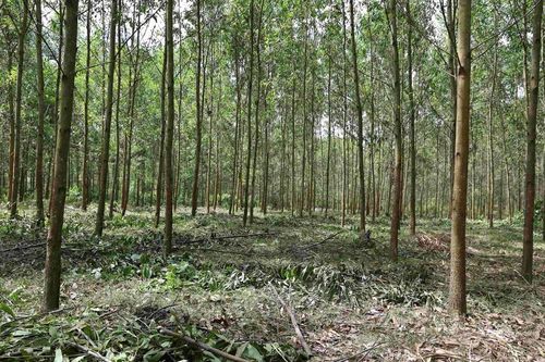 Phạt hành chính lên đến 1 tỷ đồng trong lĩnh vực lâm nghiệp