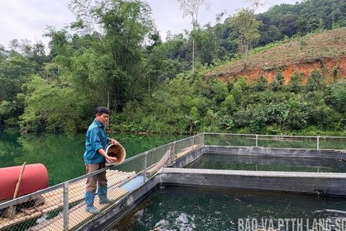 Văn Lãng loay hoay cá lồng