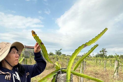 Định hướng chuyển đổi thanh long kém hiệu quả