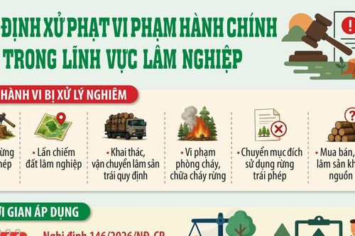 Siết mạnh xử phạt vi phạm lâm nghiệp: Mức phạt tối đa tới 1 tỷ đồng