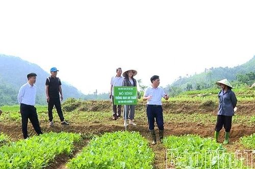 Để tấc đất hóa 'tấc vàng' giữa đại ngàn Đèo Mương 2