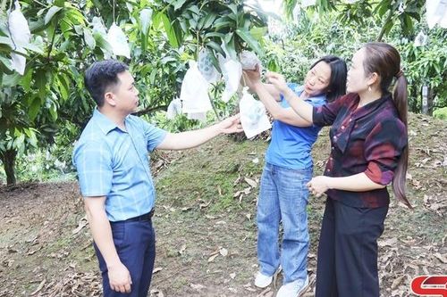 Đảm bảo chất lượng xoài phục vụ xuất khẩu