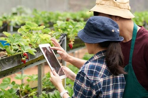 Hướng tín dụng vào nông nghiệp xanh, nông nghiệp số