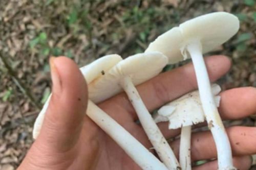 Ăn nấm hái trong rừng, nhiều người suy đa tạng nguy kịch