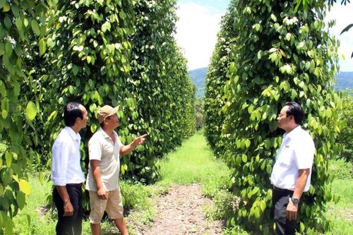 Dòng vốn xanh tiếp sức nông nghiệp Đắk Lắk chuyển mình