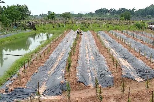 Kinh tế địa phương bị 'kìm hãm' khi dự án không triển khai