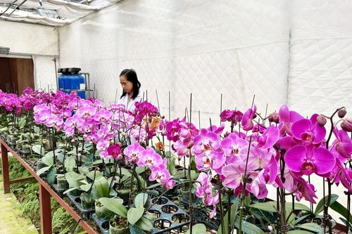 Ứng dụng khoa học công nghệ bảo tồn và phát triển dược liệu một số loại lan