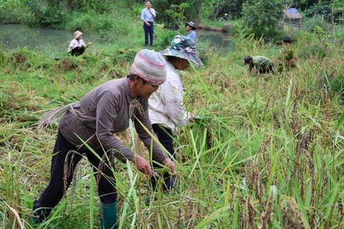 Thanh Hóa: Phê duyệt hơn 6 tỉ đồng hỗ trợ cho Nhân dân phát triển nông nghiệp