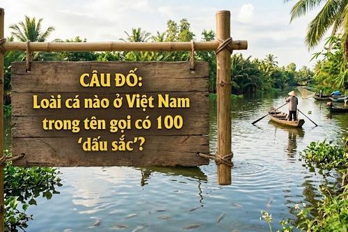 Loài cá nào ở Việt Nam trong tên gọi có 100 'dấu sắc'?