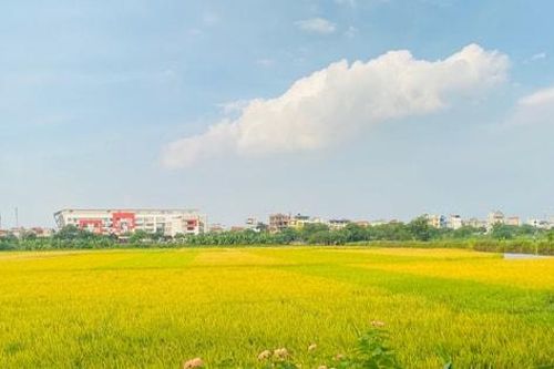 Hà Nội giảm hơn 700ha đất trồng lúa