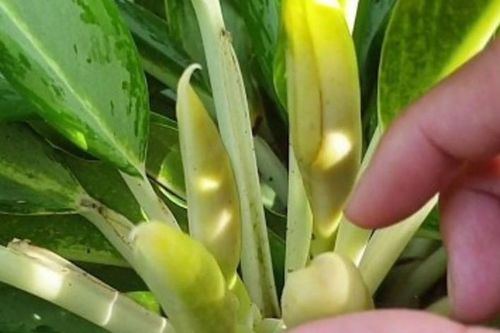 Cây giữ tiền ra hoa có độc không, ý nghĩa?