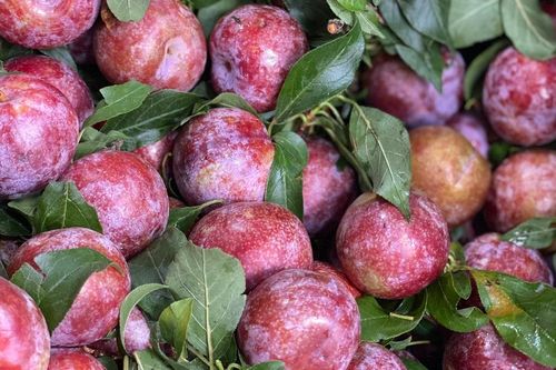 Loại quả đặc sản Tây Bắc xuống phố giá rẻ bèo, tiểu thương đóng túi lớn bán chưa đến 10.000 đồng/kg