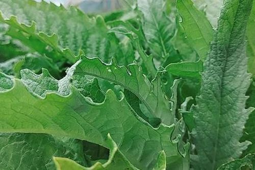 Ngoài hoa, lá atiso có tác dụng gì với sức khỏe?