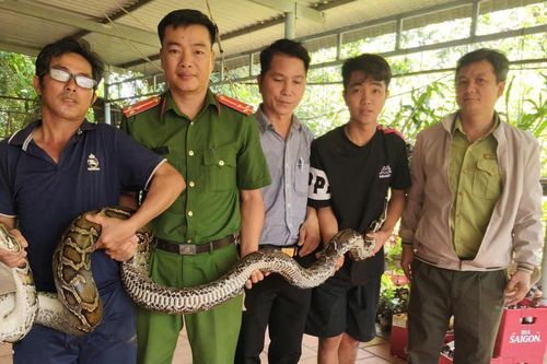 Tây Ninh: Liên tiếp phát hiện trăn quý ở vườn nhà dân