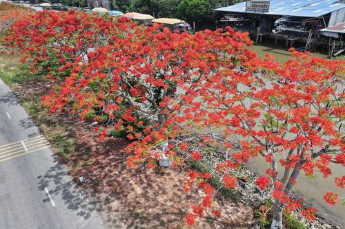Đỏ rực đường hoa phượng bên bờ kênh xáng Lấp Vò (Đồng Tháp)