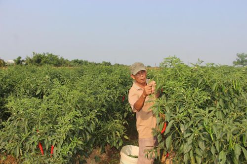 Nỗi niềm được mùa mất giá
