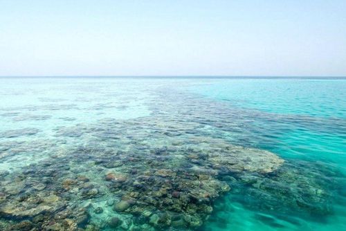 Chiêm ngưỡng kho báu san hô hoang sơ cuối cùng của Biển Đỏ