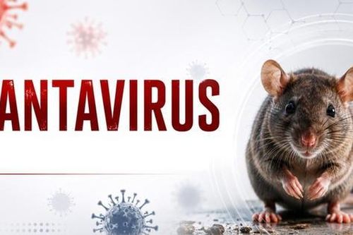 Hà Lan cách ly 12 nhân viên y tế vì virus Hanta