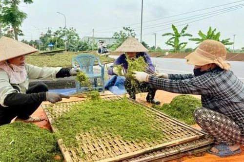 Nông dân Hải Phòng bước vào mùa thu hoạch 'tương tư thảo'