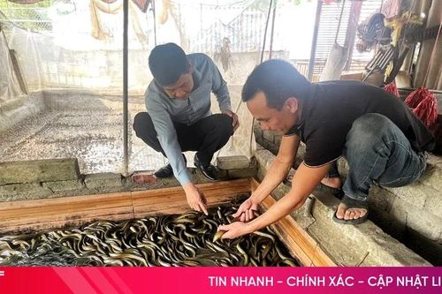 Người tiên phong nuôi lươn không bùn hiệu quả ở Đức Quang