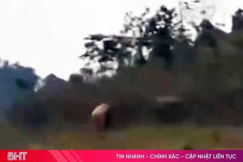 Phát hiện 2 voi châu Á trưởng thành tại khu vực hồ Ngàn Trươi