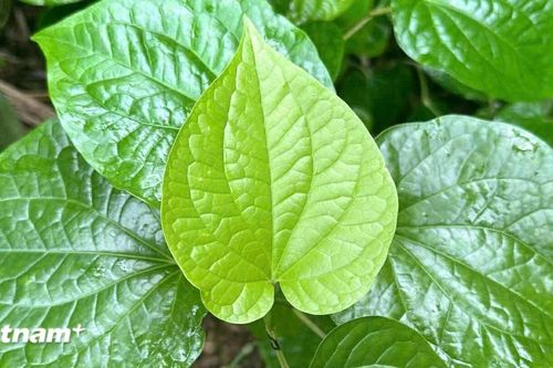 Loại lá gia vị mọc khắp Việt Nam có nhiều công dụng chữa bệnh