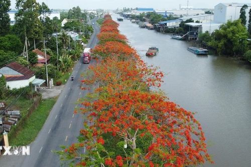 Đỏ rực đường hoa phượng bên bờ kênh xáng Lấp Vò