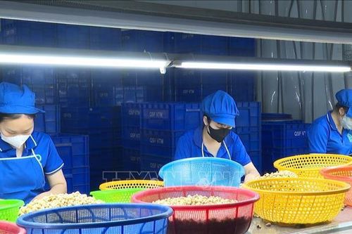 Doanh nghiệp ngành điều chật vật trước áp lực giá nguyên liệu tăng