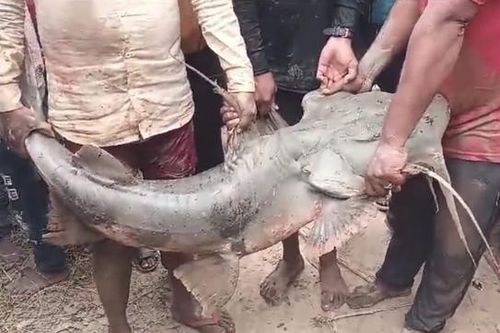 Người dân bắt được con cá khổng lồ nặng 50kg trong kênh nước