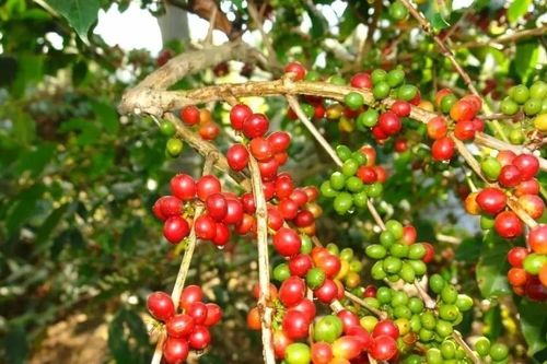 Giá nông sản hôm nay (13/5): Giá cà phê bật tăng mạnh, hồ tiêu ổn định