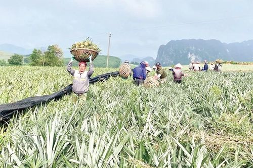 Phát triển vùng nguyên liệu bền vững - Hướng tới chuỗi giá trị toàn cầu (Bài 2): Những 'lỗ hổng' trong phát triển vùng nguyên liệu