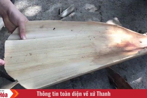 Gió mát từ chiếc quạt mo của bà