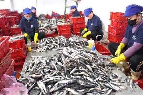 Toàn cảnh ngành thủy sản quý I: Minh Phú lãi tăng 1.100%, Nam Việt doanh thu vọt lên tới 66% nhờ xuất khẩu
