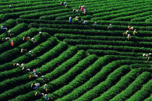 Trà và xu hướng của người tiêu dùng