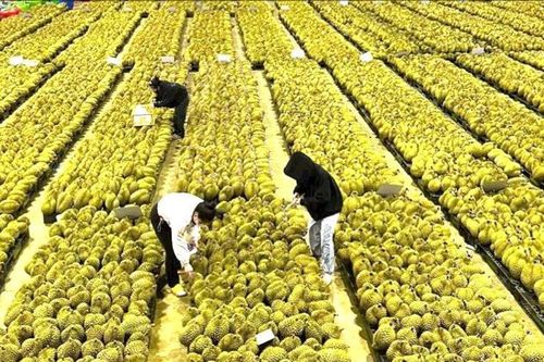 Tăng giá trị xuất khẩu sản phẩm rau, củ, quả chế biến