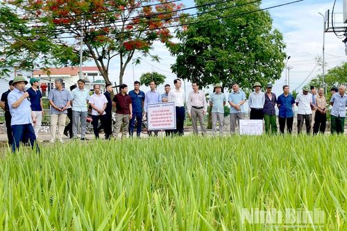 Hội nghị đầu bờ đánh giá mô hình canh tác giống lúa mới Gia Lộc 516 tại Ninh Bình