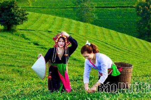Ngọt thơm vị chè Đất Tổ